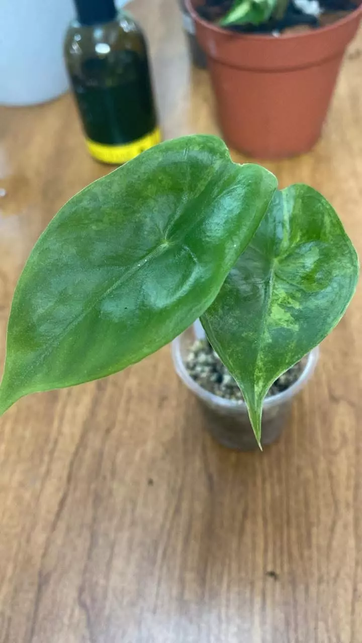 Alocasia pink Dragon Aurea thumbnail