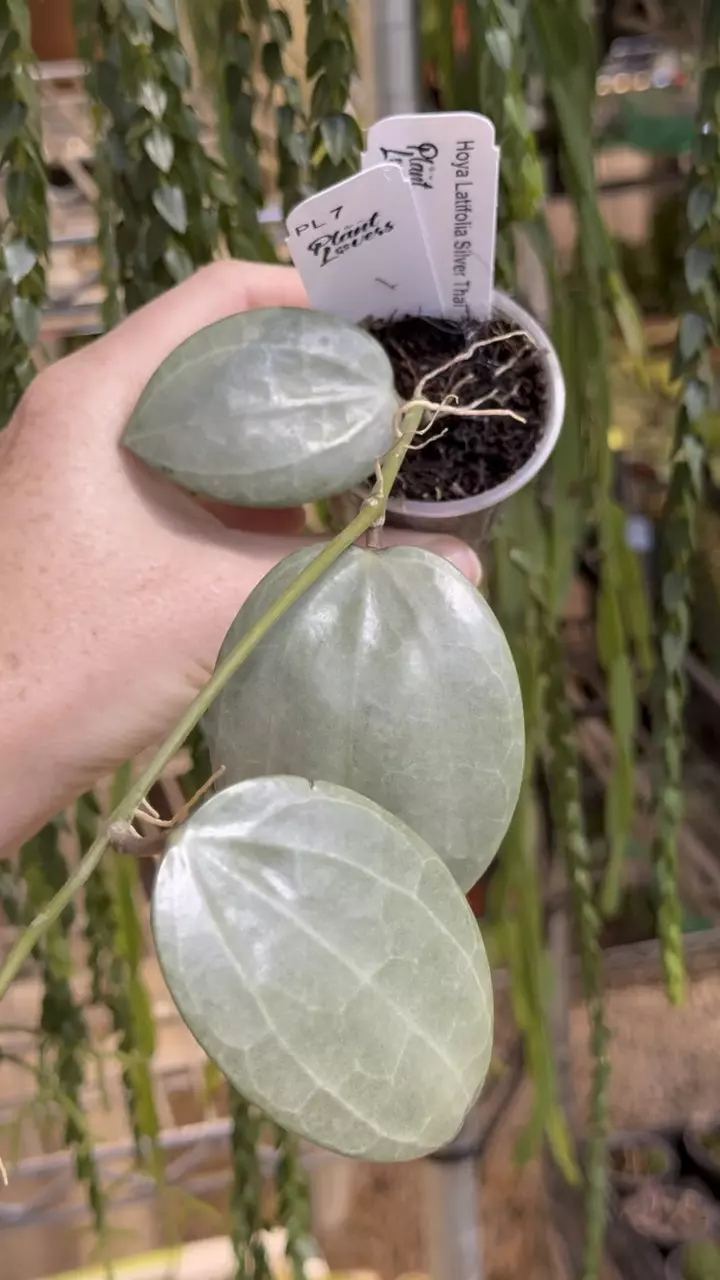 7: 1 inch Latifolia Silver Thai thumbnail