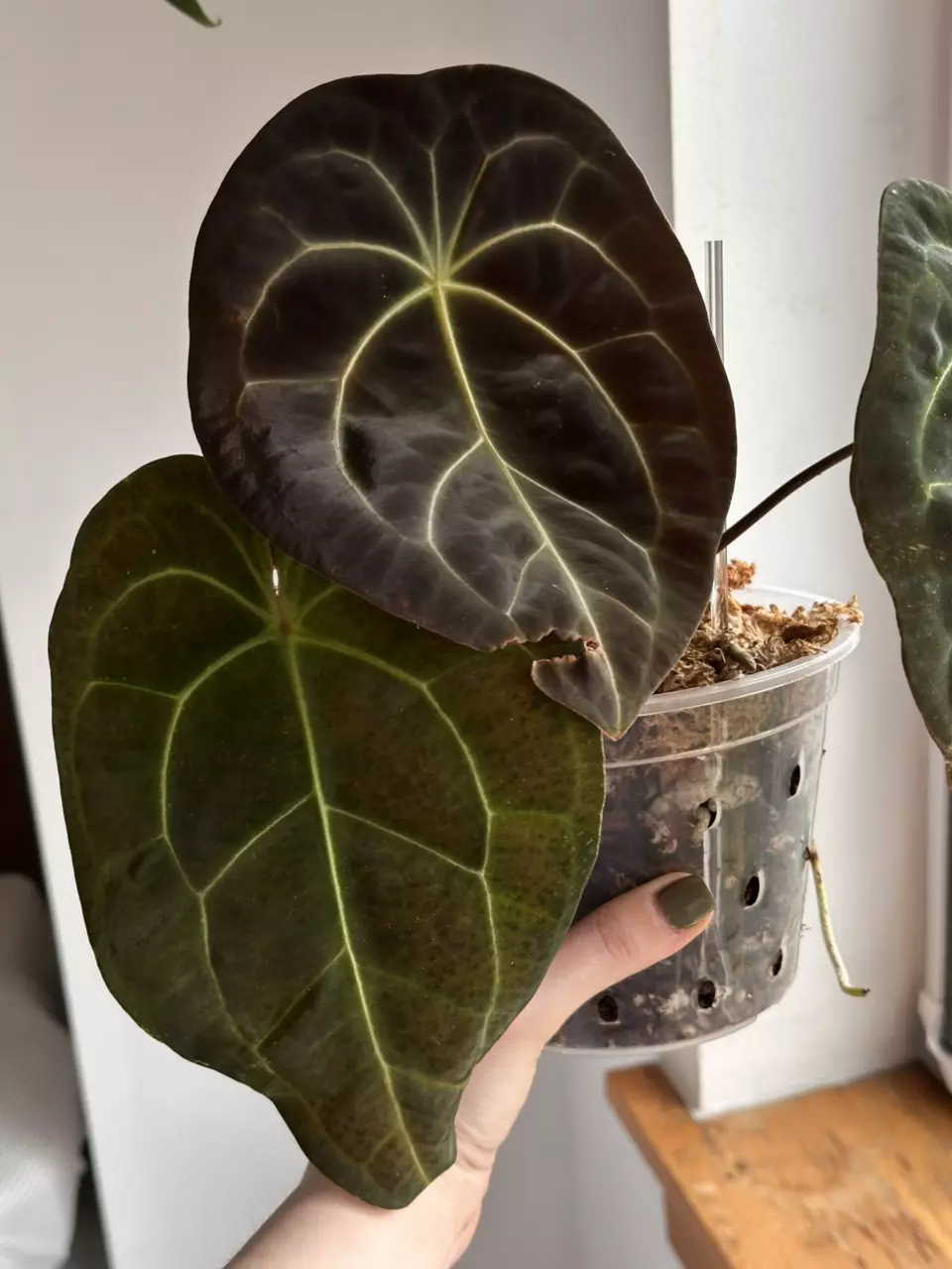 Bess aff x Dark Forgetii thumbnail