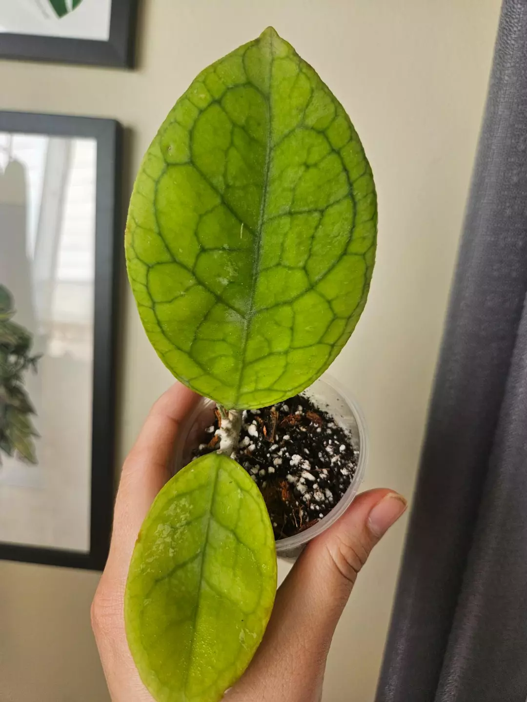 Hoya irina #27 thumbnail