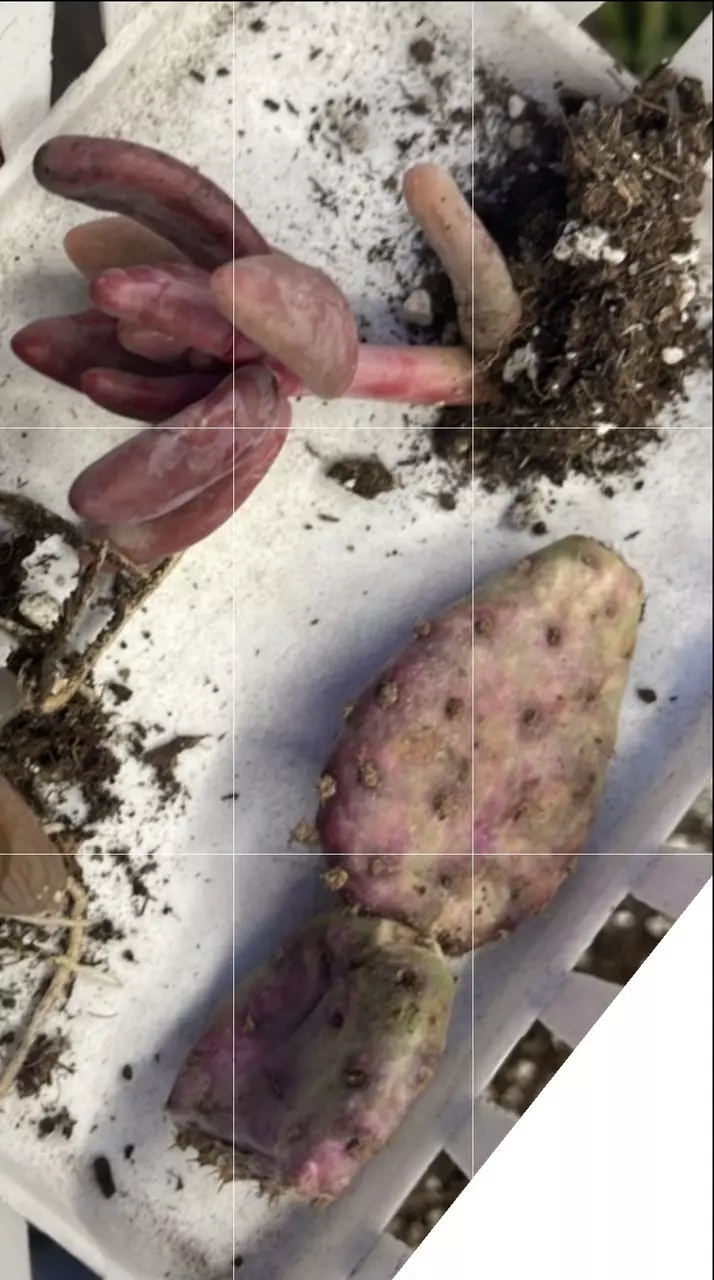 ScalesandStems Order thumbnail