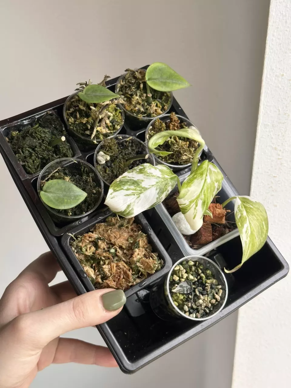 Mystery Epi and Scindapsus Box - 01 thumbnail