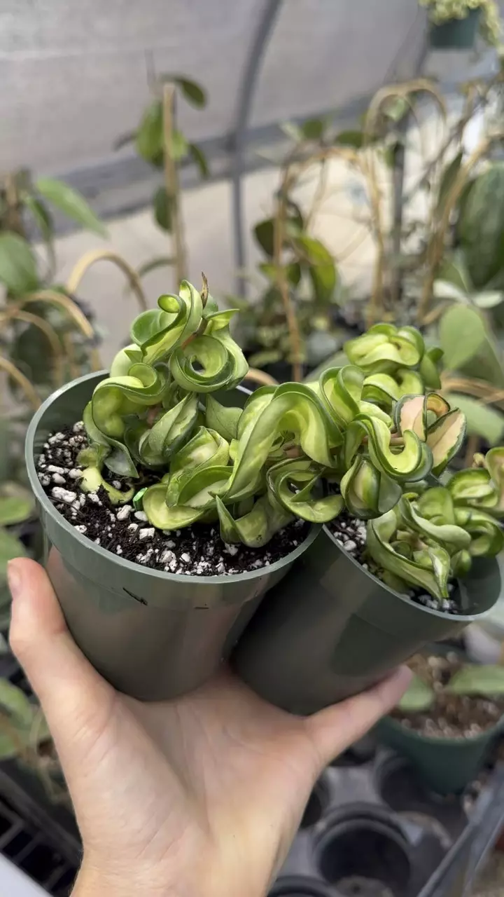 4 inch Mauna Loa Compacta Lovers Choice thumbnail