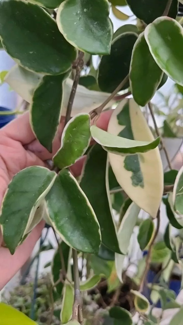 FRESH CUT Hoya Carnosa Krimson Queen 2-3 nodes 1ea thumbnail
