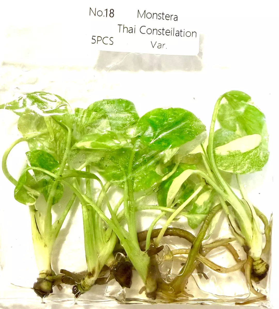 Monstera Thai Constellation 5 PACK Tc Tissue Culture FRESH ✅ 4/2026 thumbnail