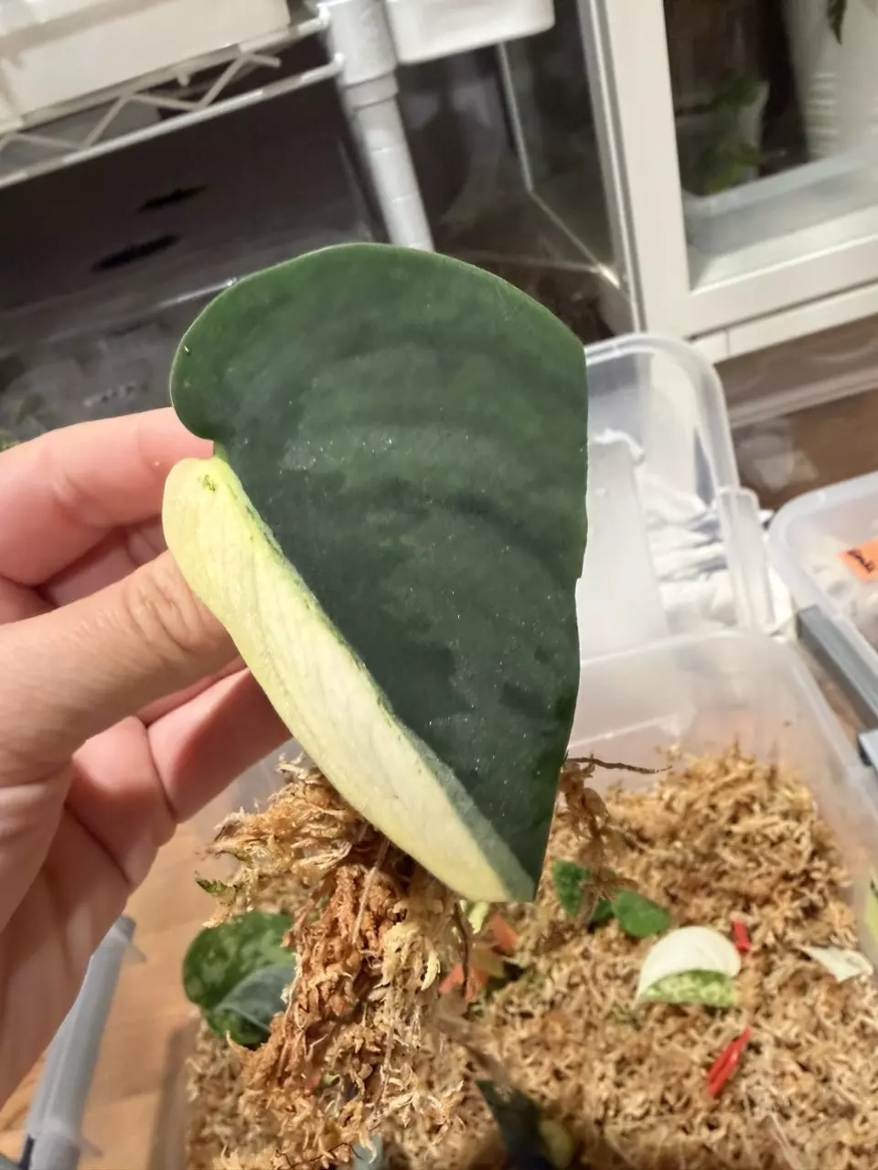 Scindapsus Silver Knight thumbnail