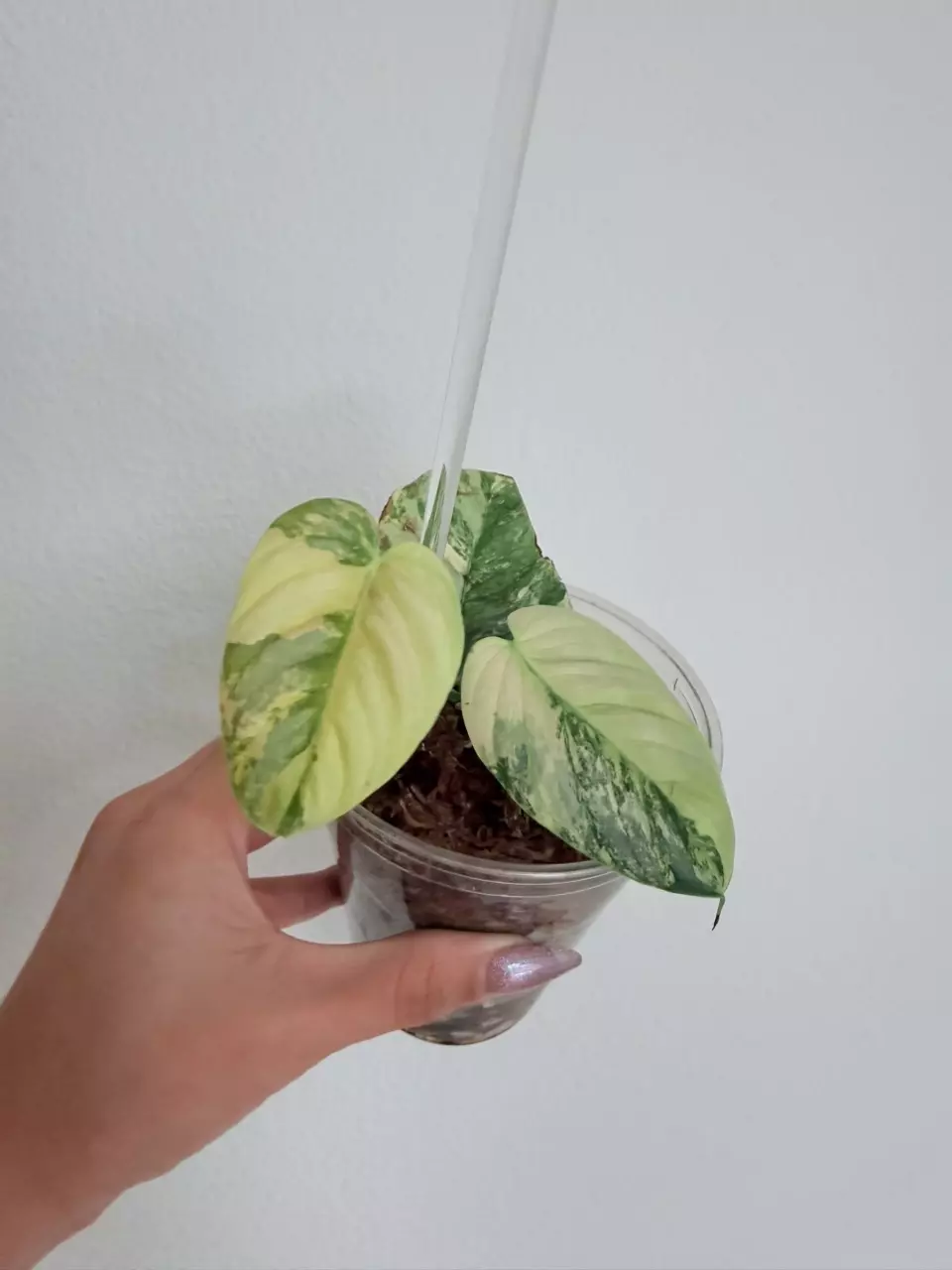 Philodendron brandtianum variegated thumbnail