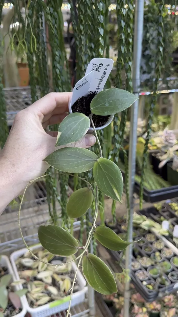 11: 1 inch Trailing Blashernaezii Albo thumbnail