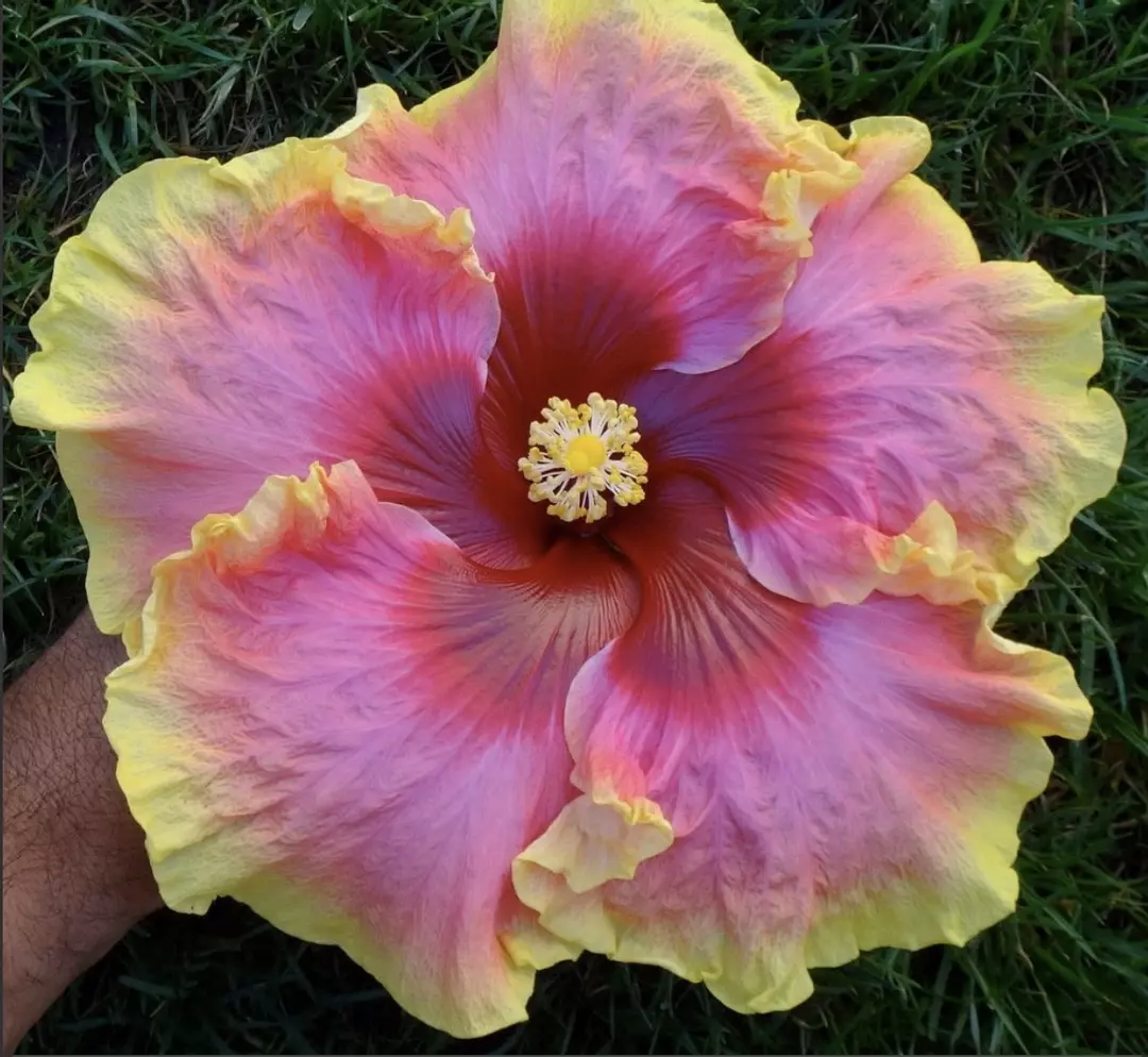 Simple pleasure hibiscus starter growers choice thumbnail