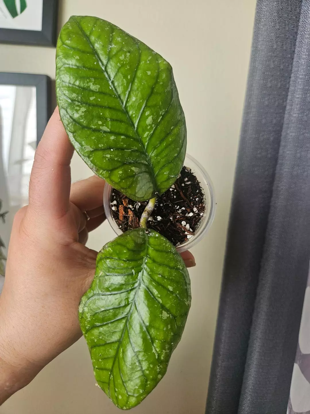 Hoya Aceh Rhino thumbnail