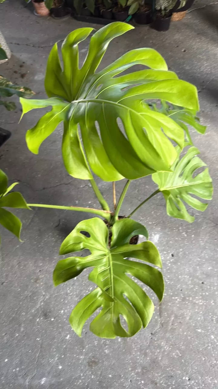 Monstera Lemon Lime LG thumbnail