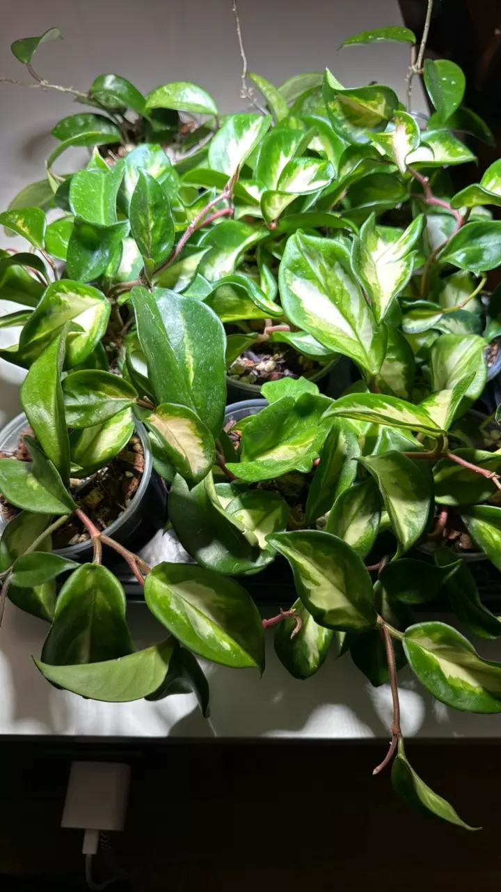 Hoya Carnosa Krimson Princess thumbnail