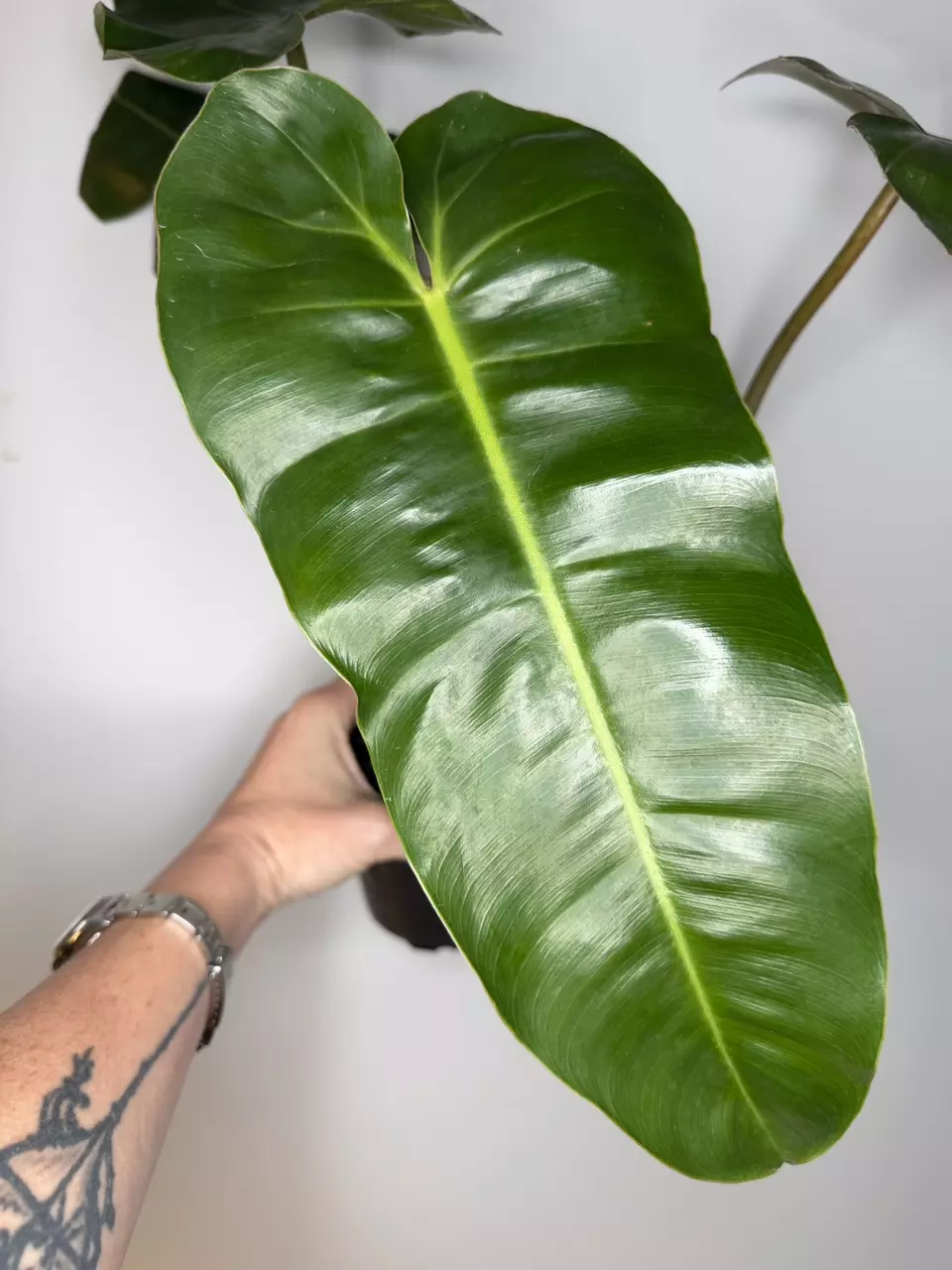 Philodendron Jose Buono x Black Billietiae thumbnail