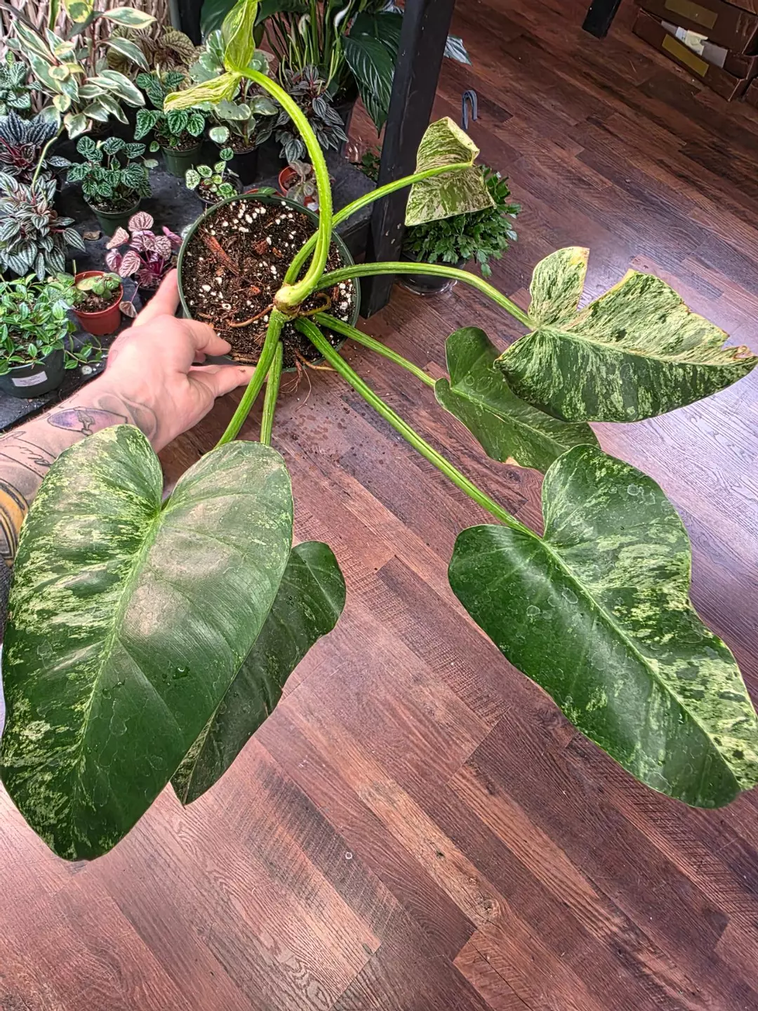 Huge Giganteum Blizzard Philodendron thumbnail