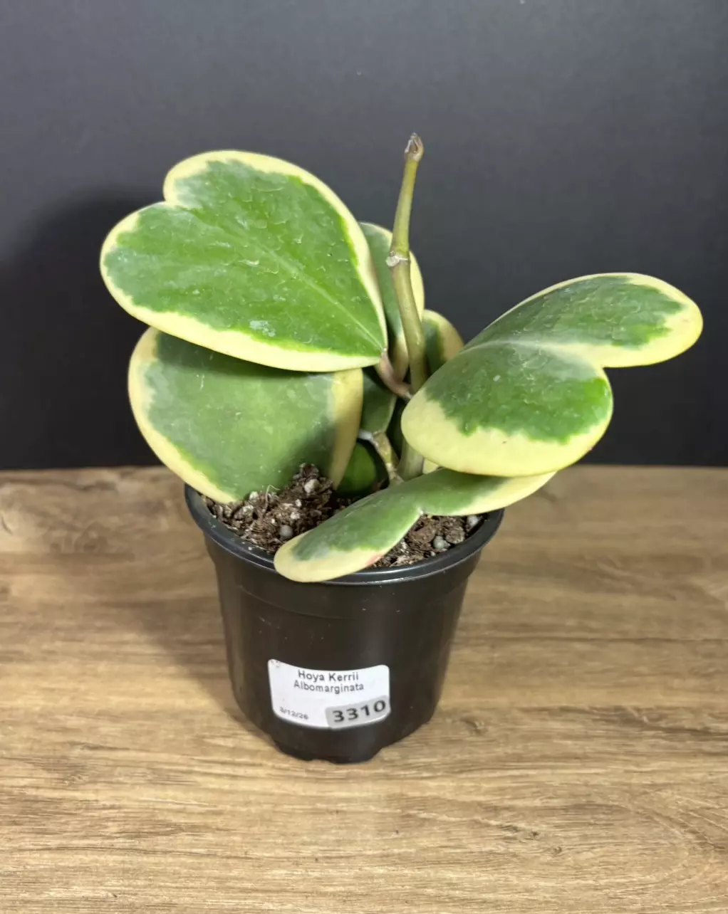 Hoya Kerrii Outer Variegated 4” 3310 thumbnail