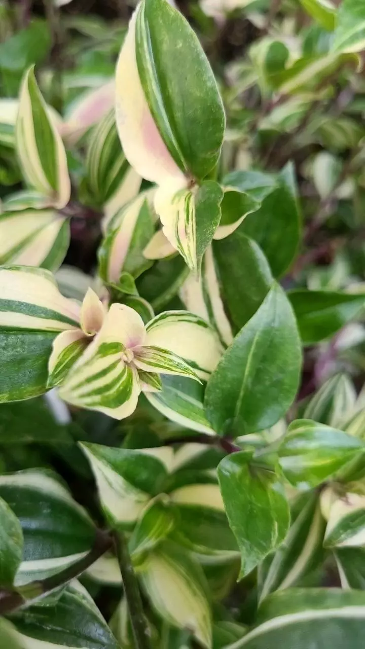 FRESH CUT Tradescantia Mundula 4-5 Nodes 3ea thumbnail