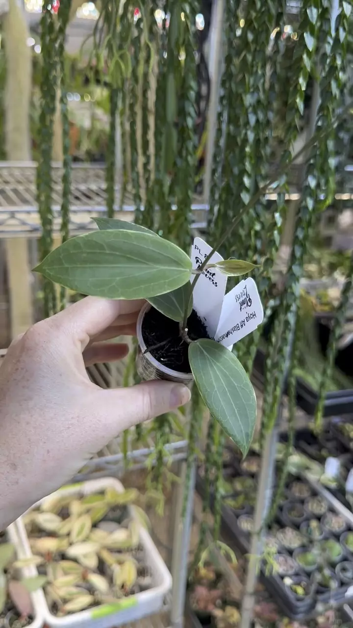 8: 1 inch Blashernaezii Albo thumbnail