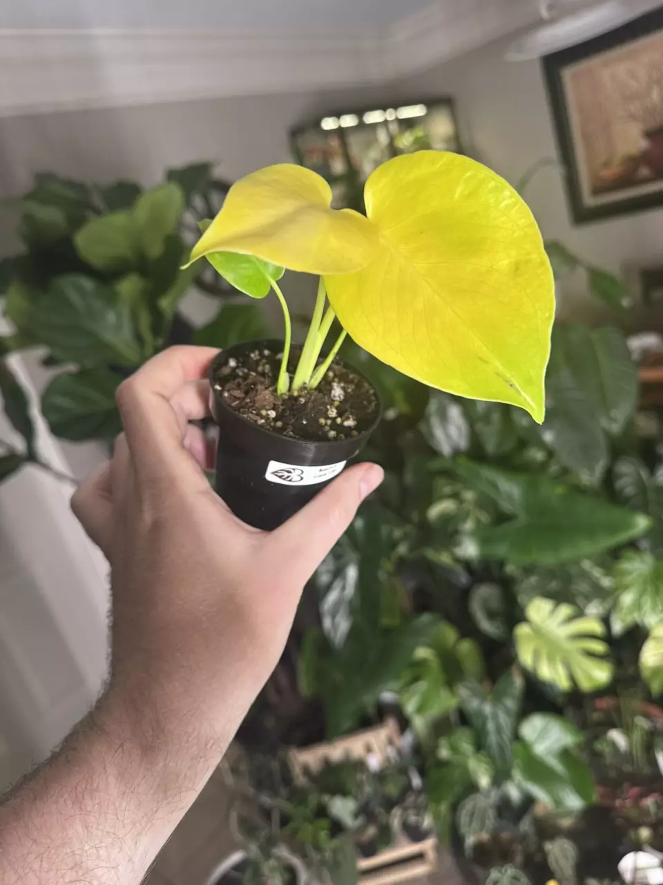 Monstera ‘Lemon Lime’ thumbnail