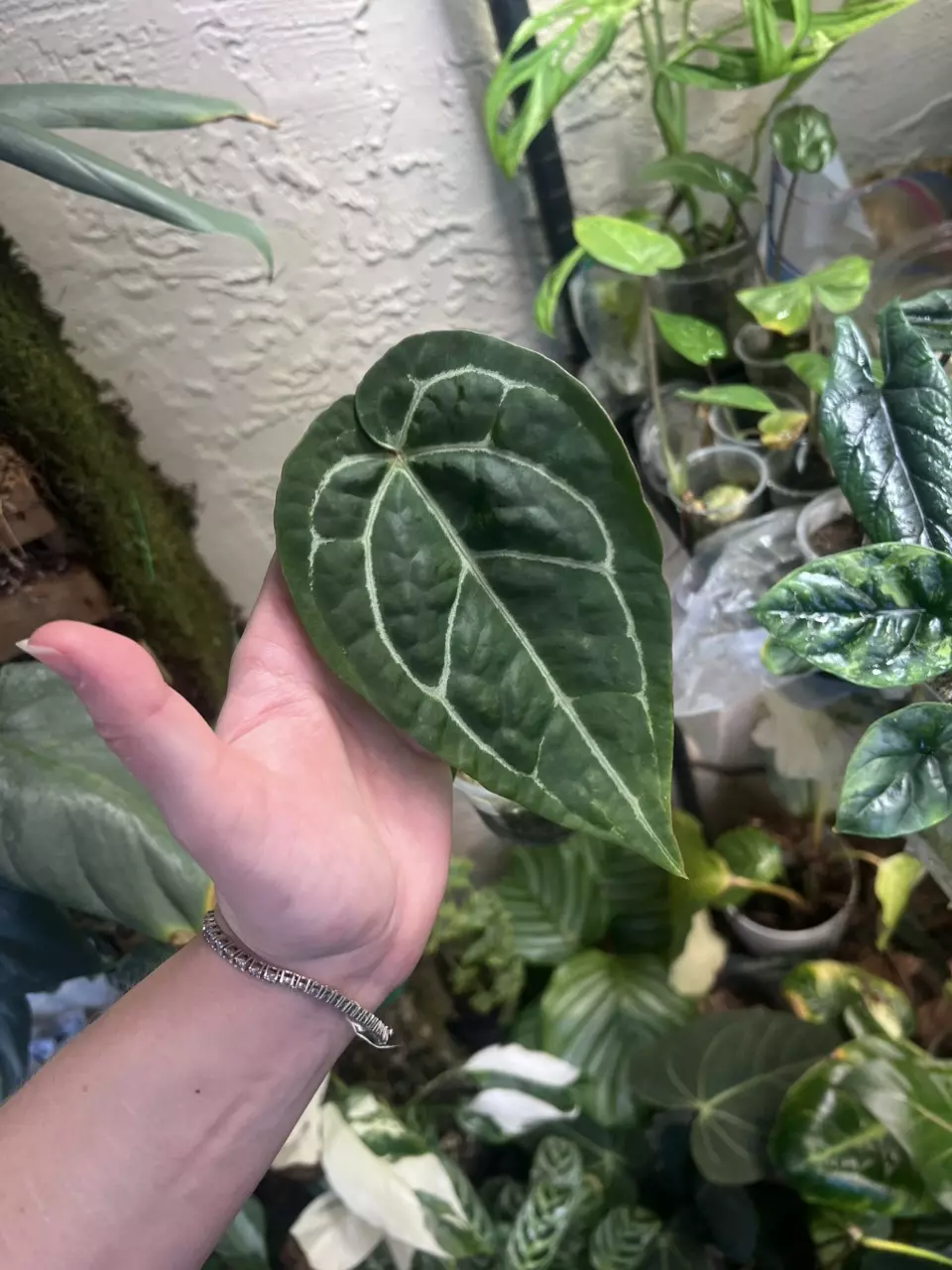 Anthurium Code Red/Red Crystal x SKG Grey/Zara Michelle thumbnail
