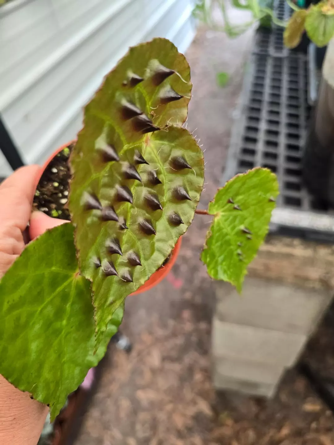 4in Begonia ferox GC thumbnail