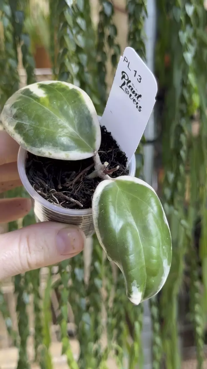 13: Swiffers Mirage thumbnail