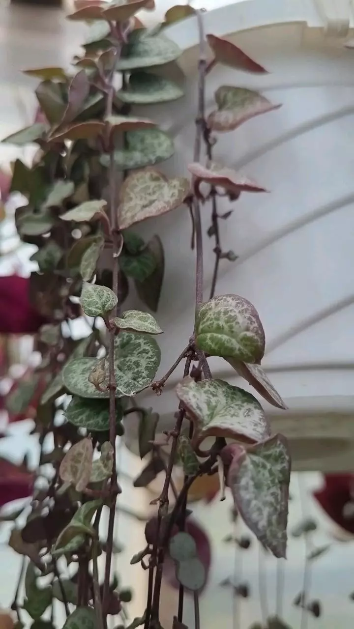 FRESH CUT String of Hearts 6ea Nodes thumbnail