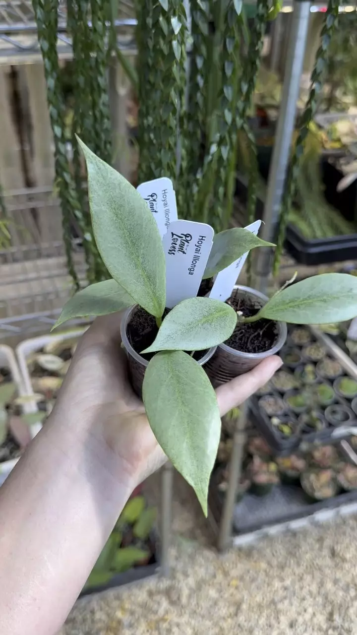 1 inch Ilonga (Sunrise x Unknown) Lovers Choice thumbnail