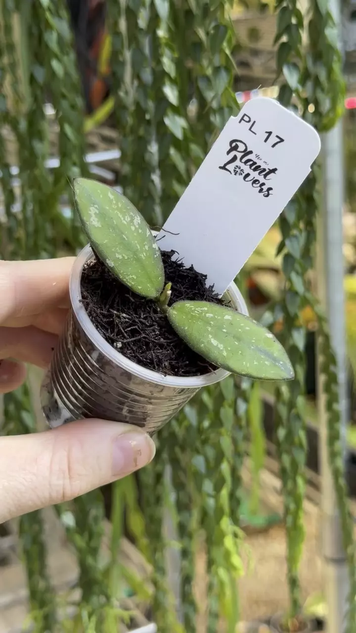 17: 1 inch VL9 Variegated thumbnail