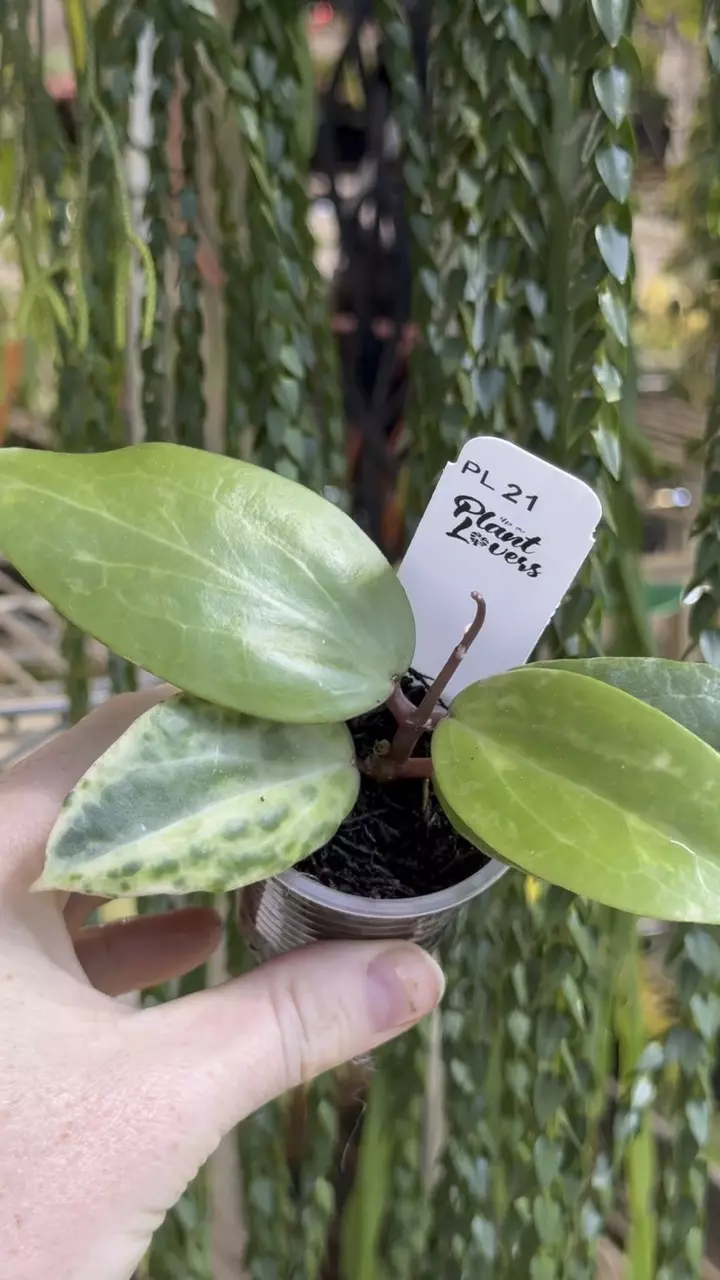 21: 1 inch Crocodile thumbnail