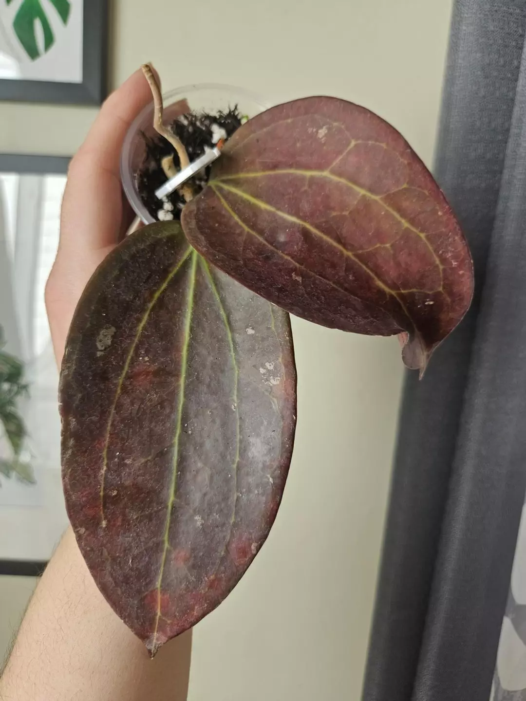 Hoya black magic #26 thumbnail