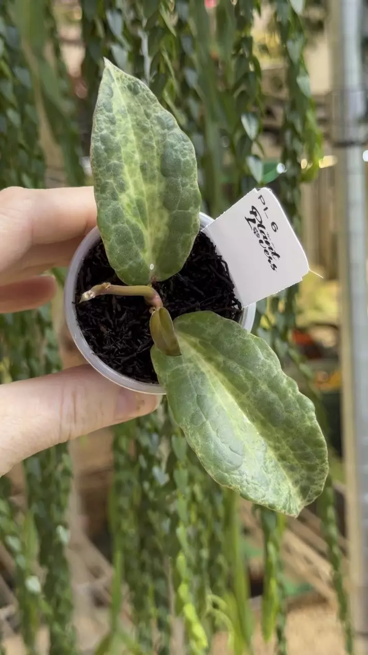 6: 1 inch Crocodile thumbnail