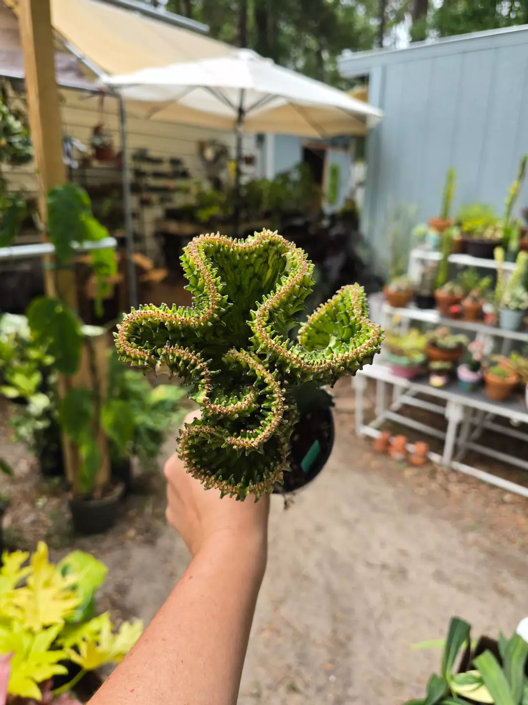 4in GREEN Coral Cacti (grafted Euphorbia) thumbnail