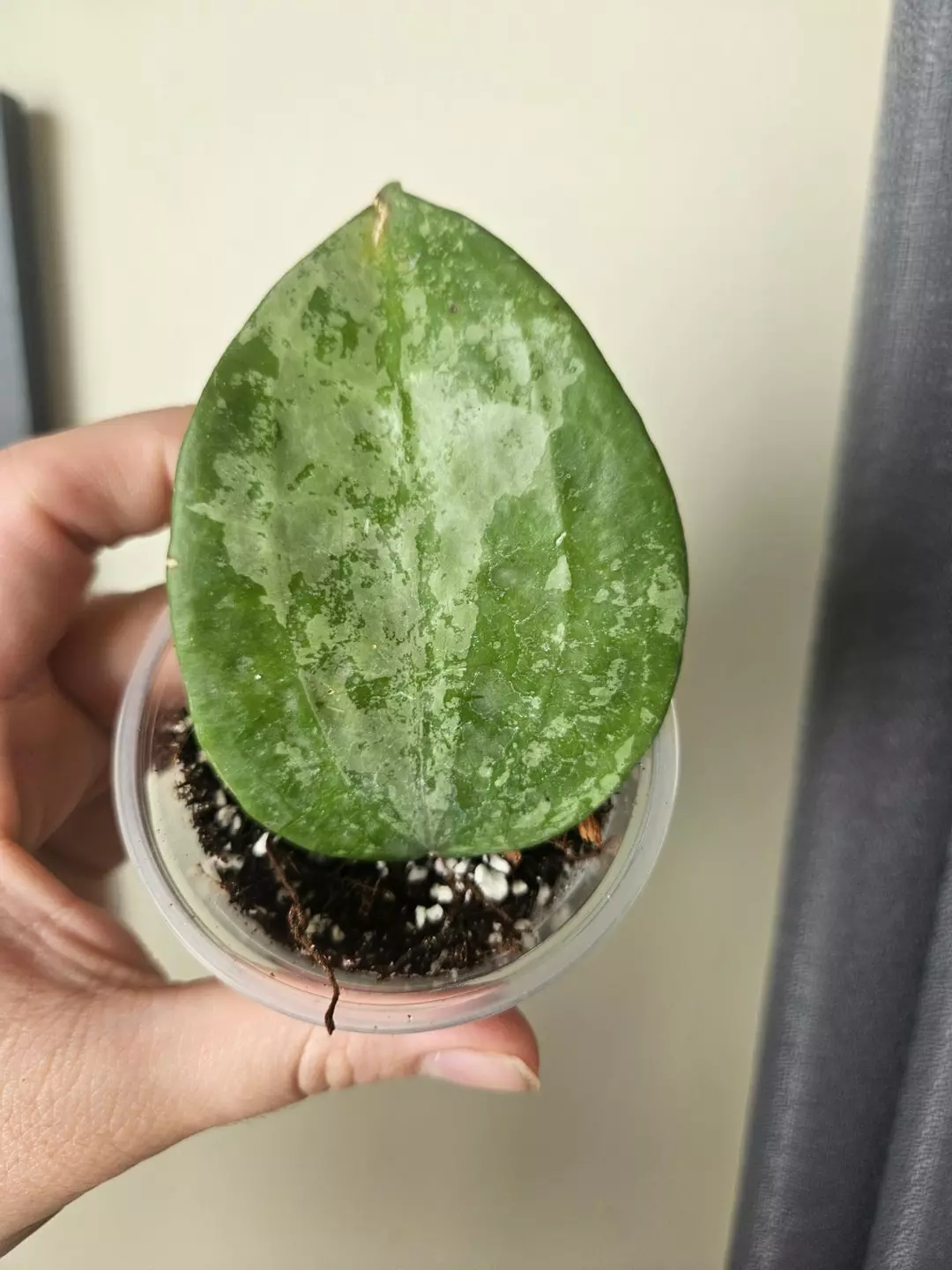 Hoya Macrophylla Snow Queen #24 thumbnail