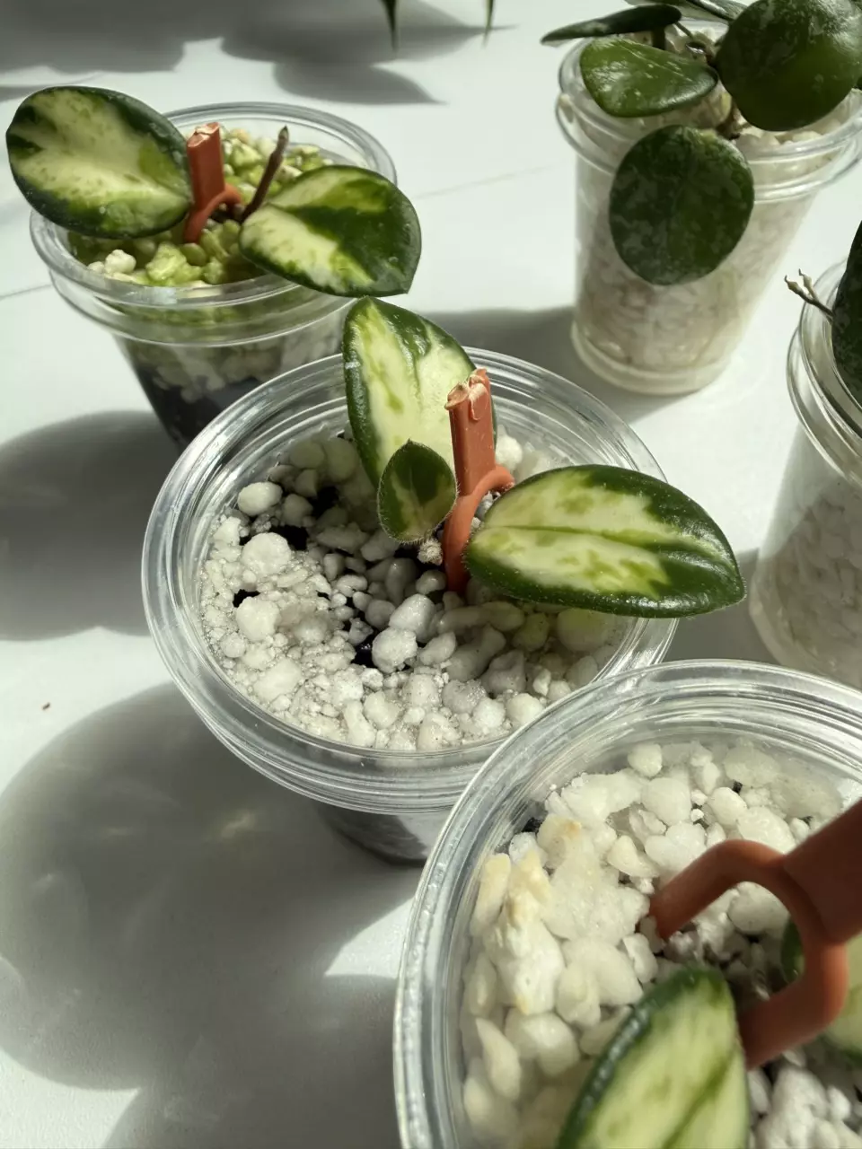 Hoya Mathilde (INNER VARIEGATED ONLY) thumbnail