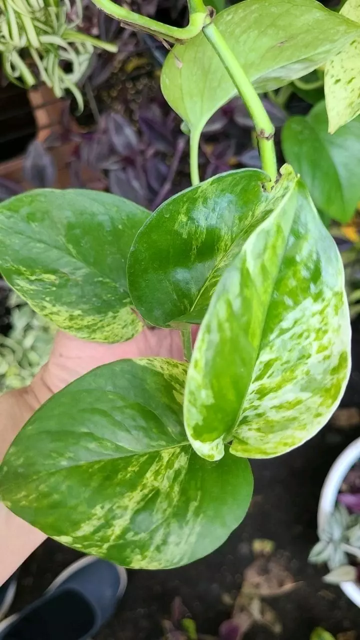 FRESH CUT Low Var: Marble Queen Pothos 4nodes 1ea thumbnail