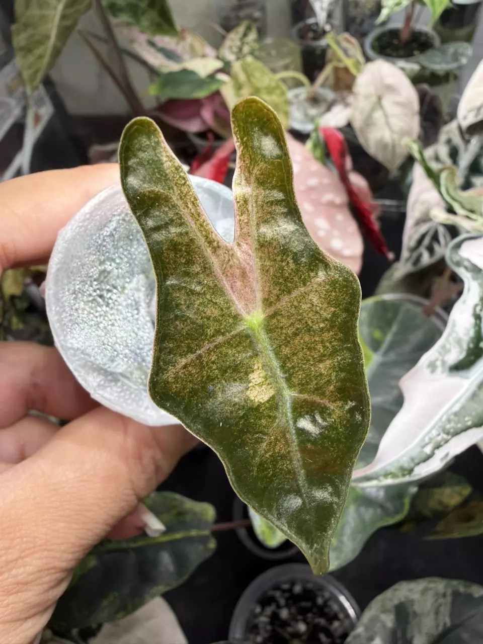 🦄🦄Alocasia Nobilis K Frozen Ghost Pup🦄🦄 thumbnail