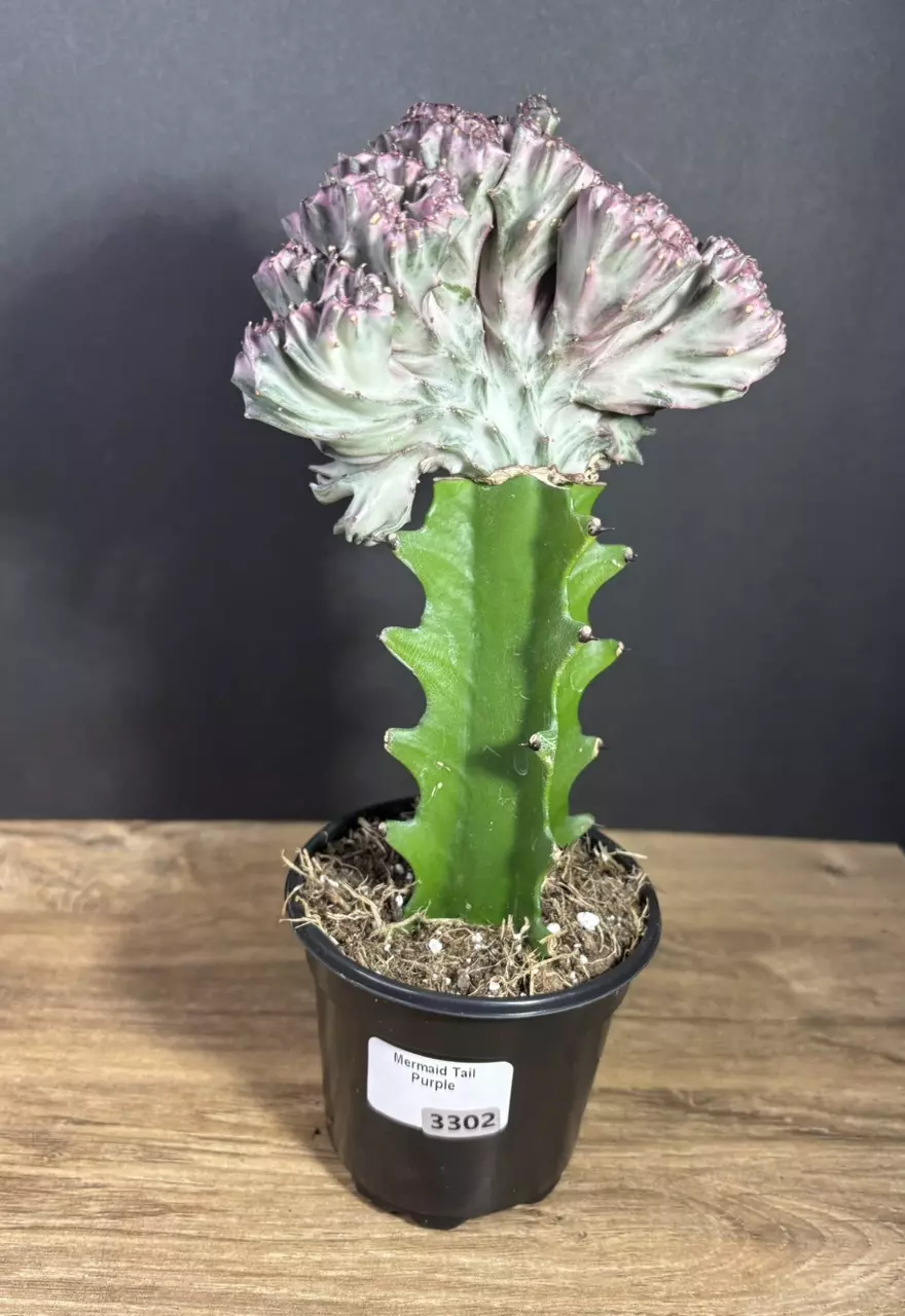Euphorbia Lactea Cristata Variegata Mermaid tails Purple 4"  3302 thumbnail