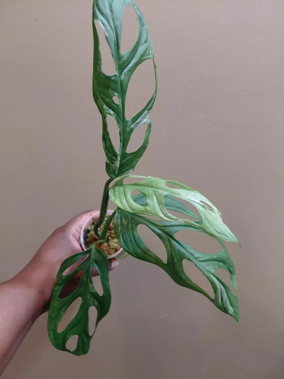Monstera Adansonii Mint thumbnail