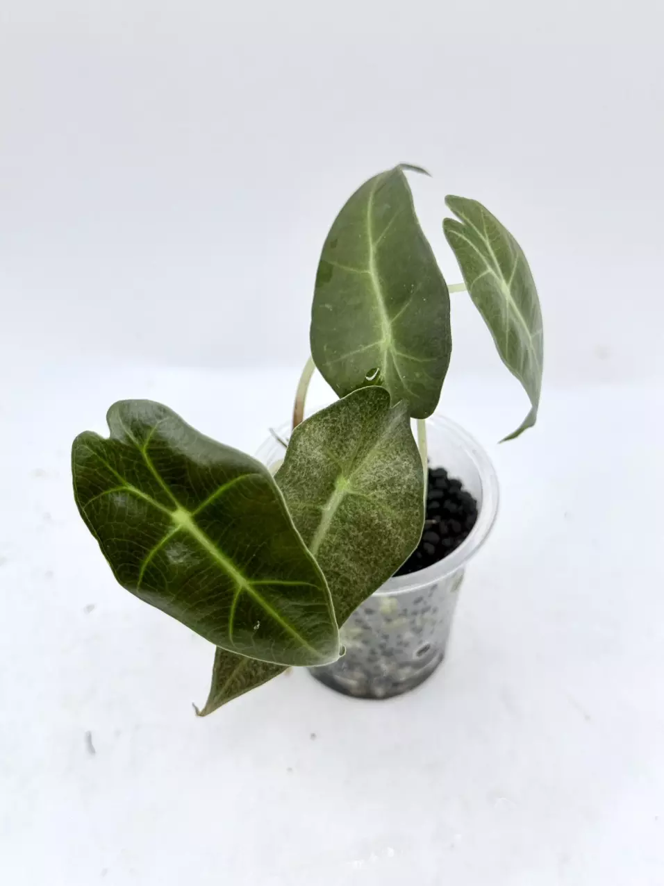 Alocasia Polly Ghost mint revert thumbnail