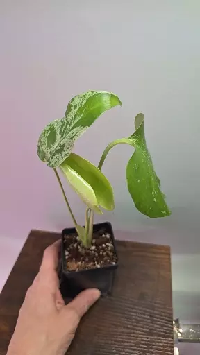 Monstera Bulbasaur 732 thumbnail