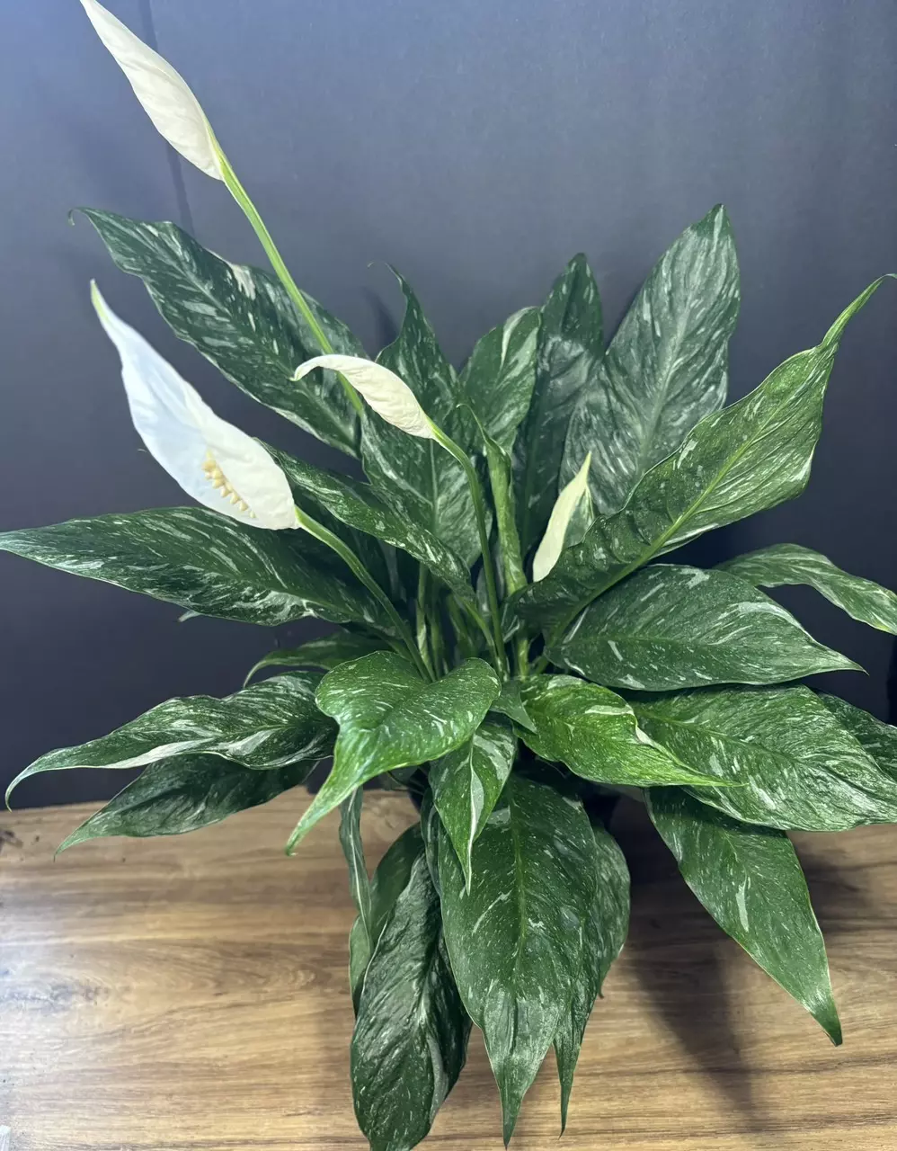 Spathiphyllum Domino Variegated 6” 3294 thumbnail