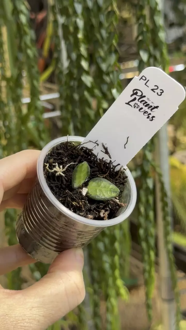 23: 1 inch Inner Variegated Tengchongensis thumbnail