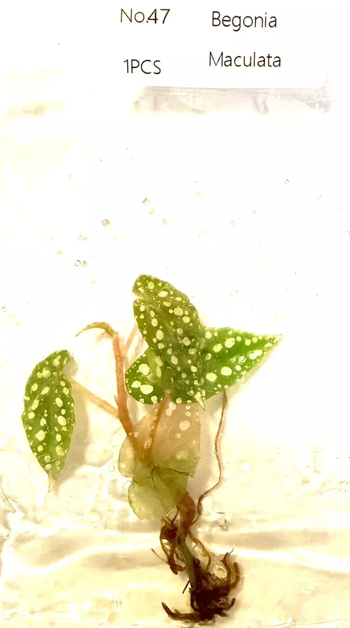 Begonia Maculata Tc Tissue Culture FRESH 4/2026 ✅ 🤩 thumbnail