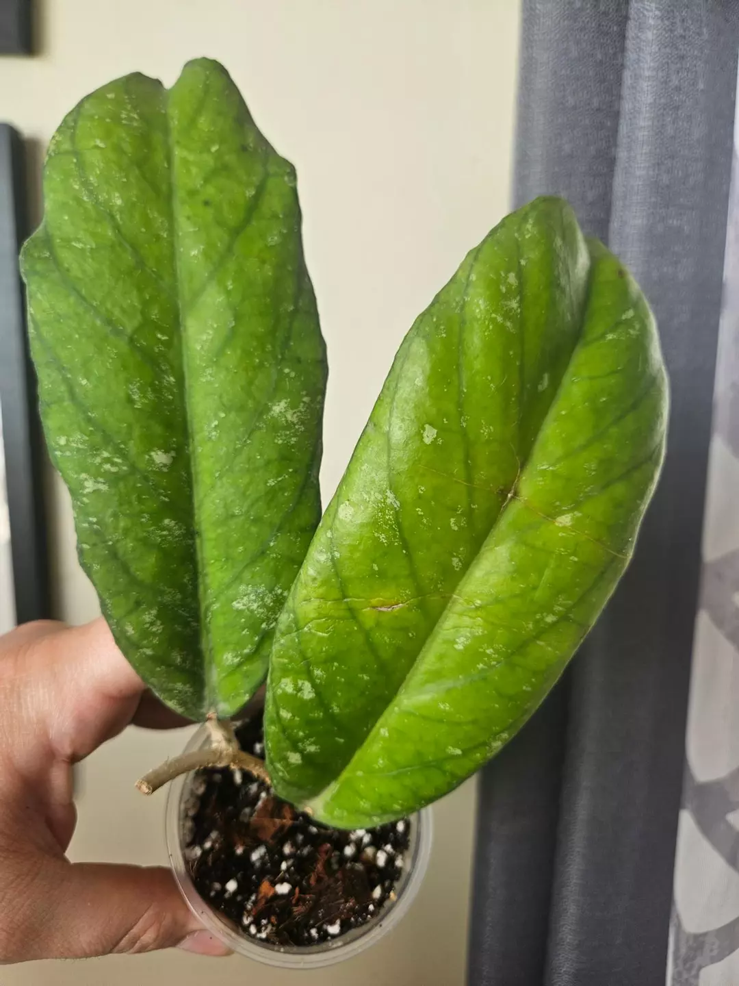 Hoya tangamus #28 thumbnail