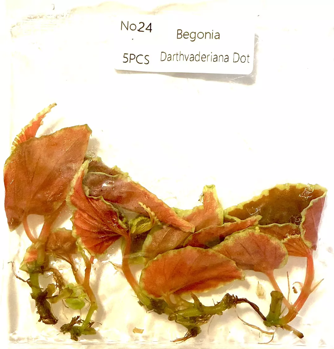 Begonia Darthvaderiana Dot 5 PACK Tc Tissue Cultures FRESH 4/2026 thumbnail