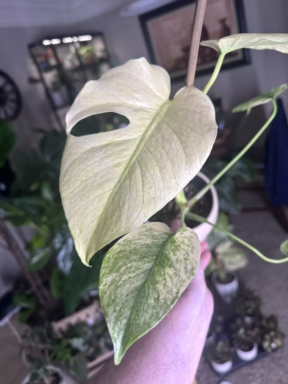 Monstera White Monster — HIGH COLOR thumbnail