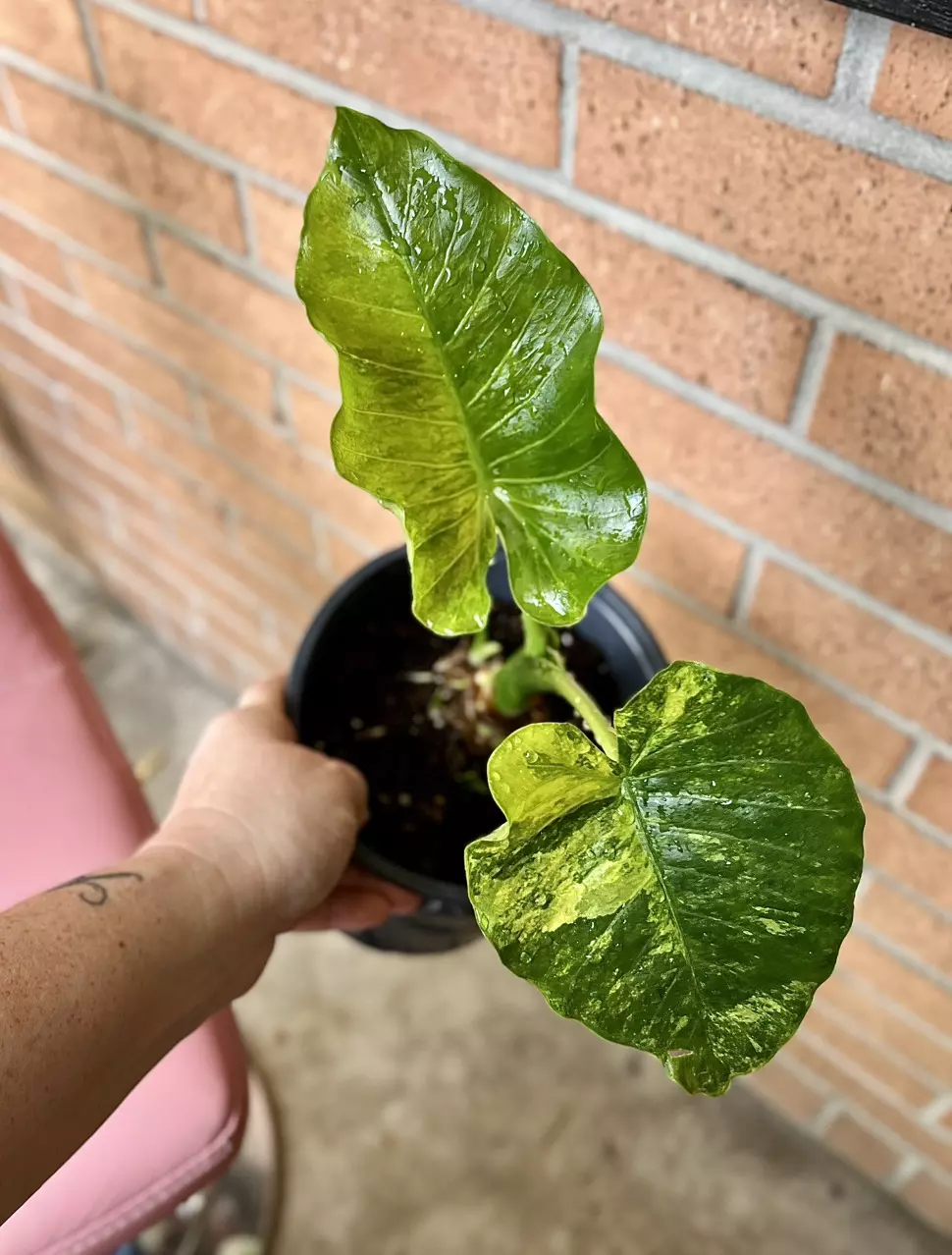 Alocasia Gagaena Aurea loaded with pups and corms thumbnail