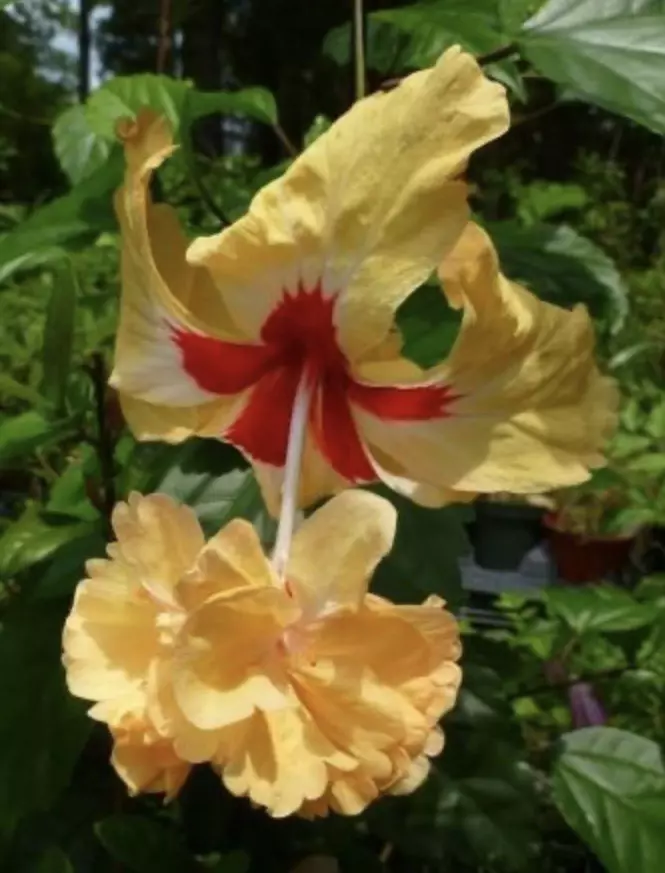 El Capitolio Yellow Hibiscus starter plant growers choice thumbnail