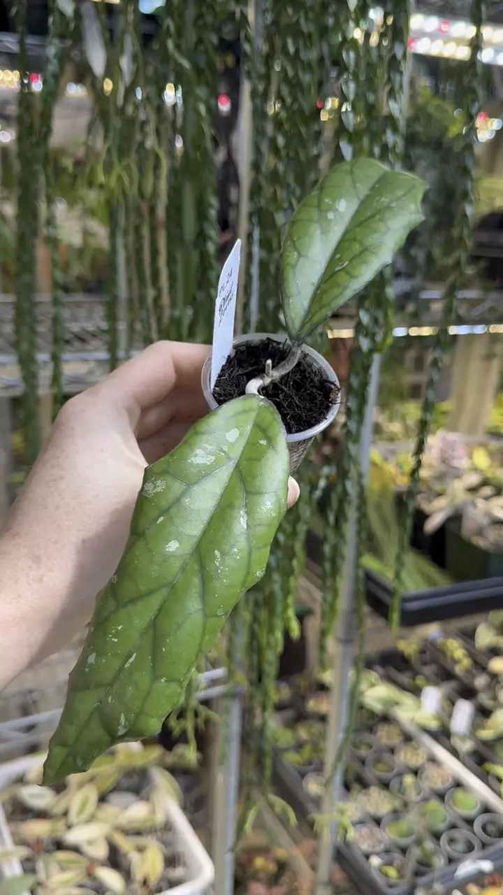 24: 1 inch Jared (KGD 244 Joy x Unknown) thumbnail