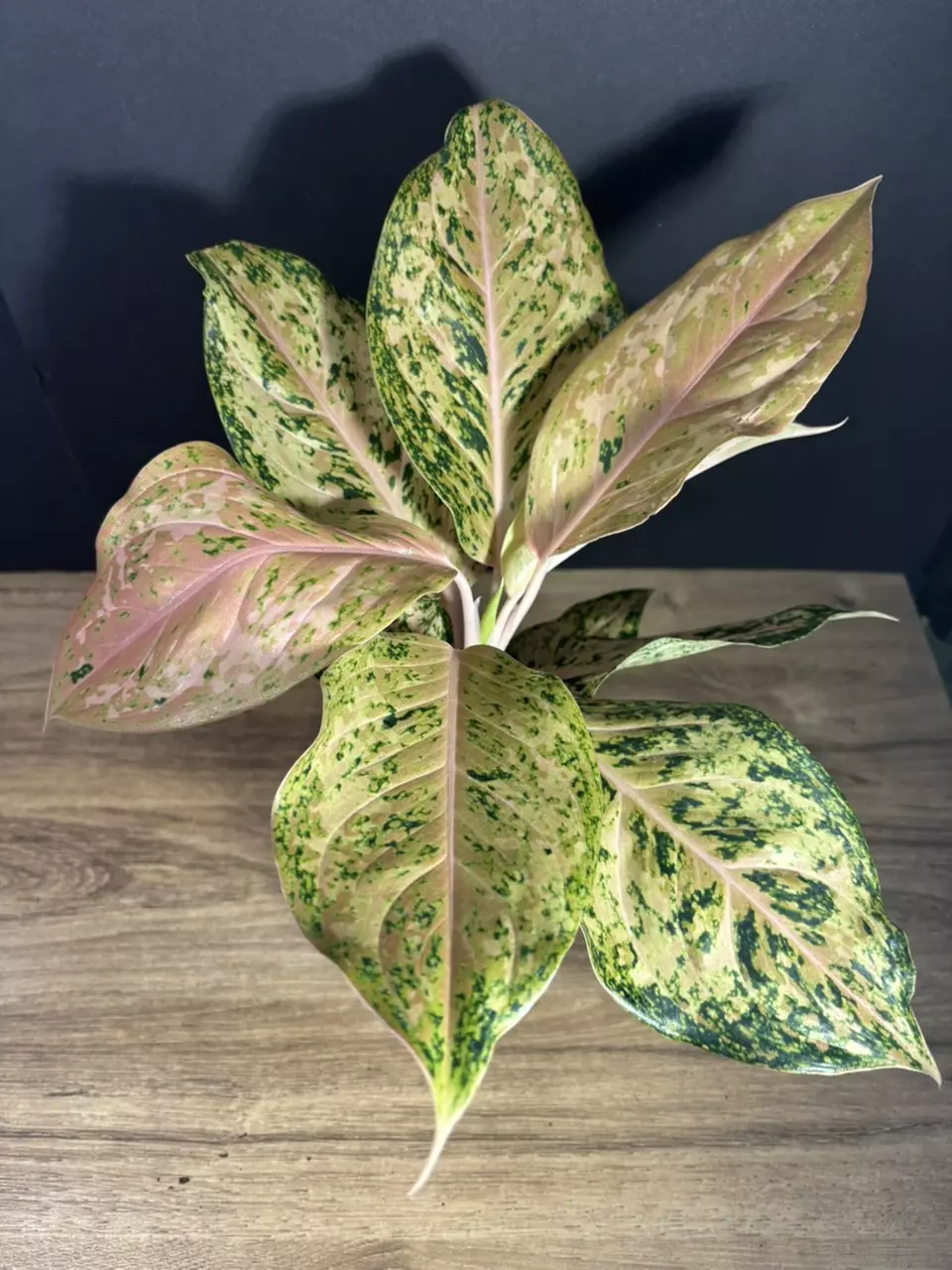 Aglaonema Orange Goldstar 4” 3300 thumbnail
